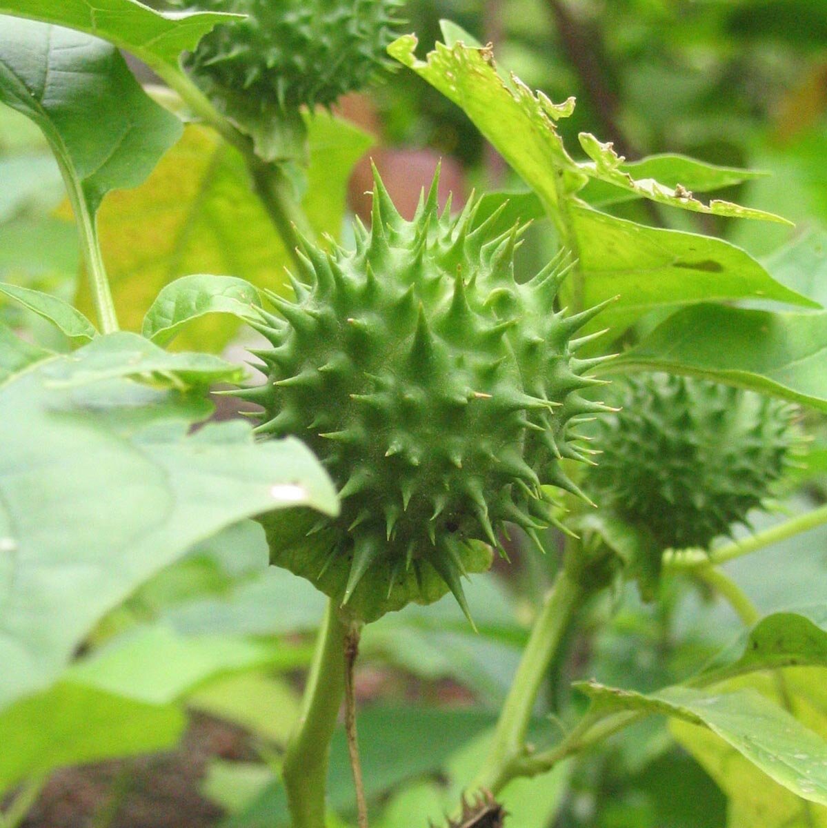 Stramonio – 10 Semi, Pianta Magica, Alcaloide, Raro, Facile da Coltivare, Alta Germinabilità, Non-GMO