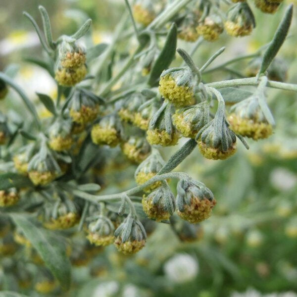 Assenzio Maggiore – 10 Semi, Amaro, Digestivo, Giardino, Facile da Coltivare, Alta Germinabilità, Non-GMO