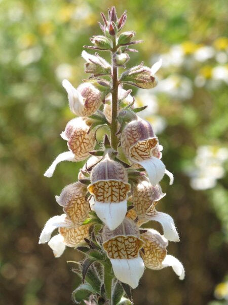 Digitale Lanata – 10 Semi, Fiori Bianchi, Officinale, Vaso, Facile da Coltivare, Alta Germinabilità, Non-GMO