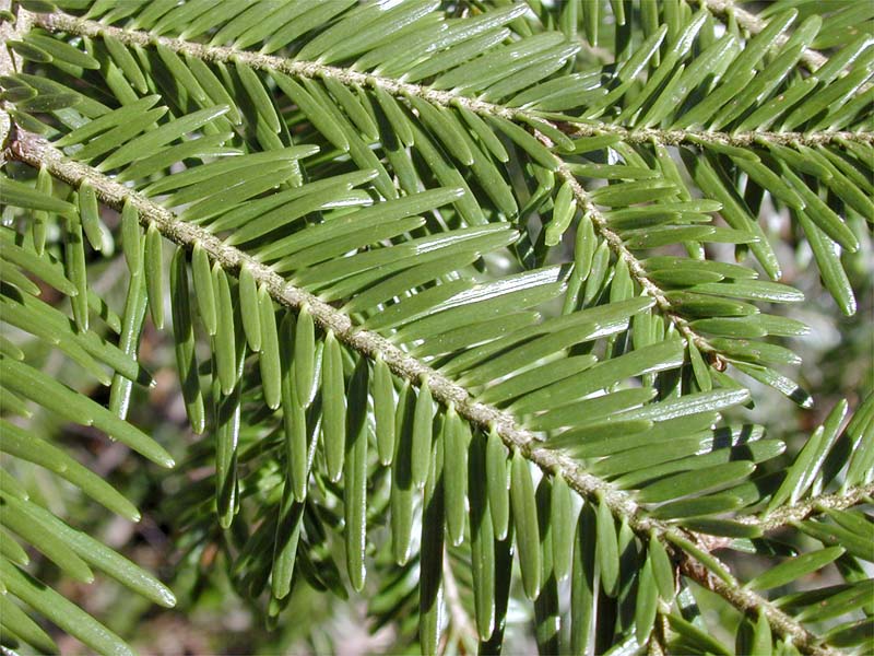 Abete a Scaglie – 10 Semi, Corteccia Unica, Tibetano, Esotico, Facile da Coltivare, Alta Germinabilità, Non-GMO