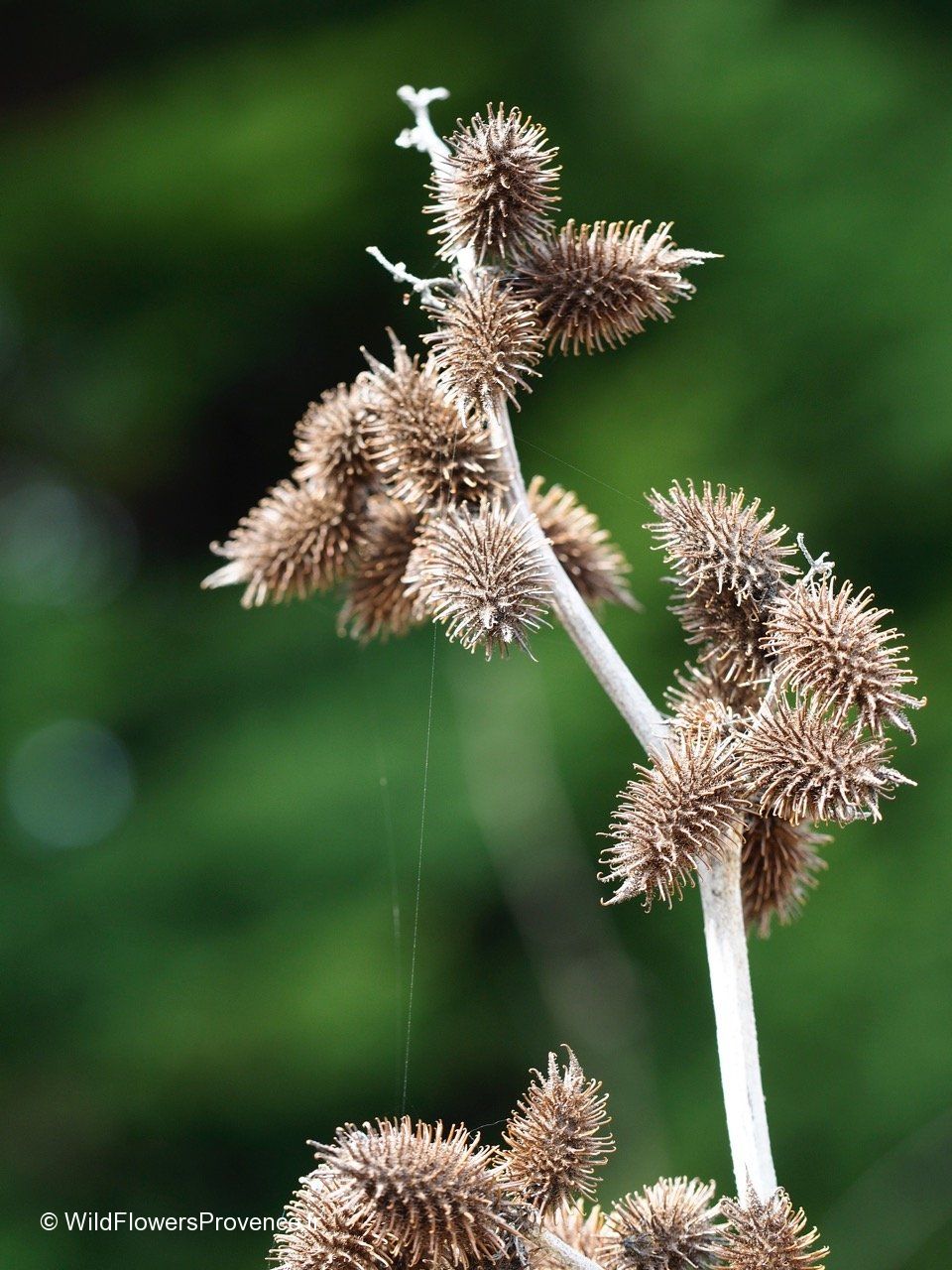 Xanthium Strumarium – 10 Semi, Pianta Antica, Rustico, Campo, Facile da Coltivare, Alta Germinabilità, Non-GMO