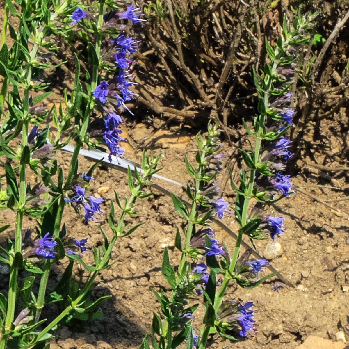 Isopo – 10 Semi, Aromatico, Mellifero, Giardino, Facile da Coltivare, Alta Germinabilità, Non-GMO