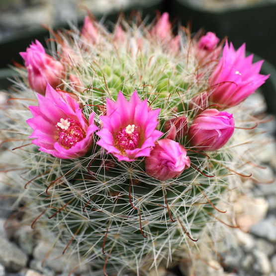 Mammillaria zeilmanniana - 10 Semi – Alta Germinabilità, Varietà Selezionata, Non-GMO