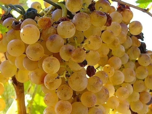 Zibibbo Grapes – 10 Seeds, Sweet, Ideal for Passito, Unique Aroma, Easy to Grow, High Germinability, Non-GMO