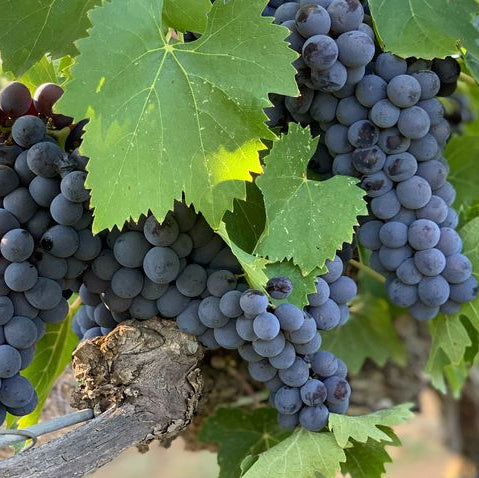 Semi di Montepulciano - 10 semi - Semi d'Uva per Vino Rosso d'Abruzzo, Sementi Italiane Non OGM per Vite e Giardino, Alta Germinazione
