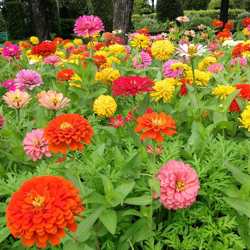Dahlia-Flowered Zinnia Mix – 10 Seeds, Large, Full Flowers, Bright Colors, Elegant, Easy to Grow, High Germination, Non-GMO