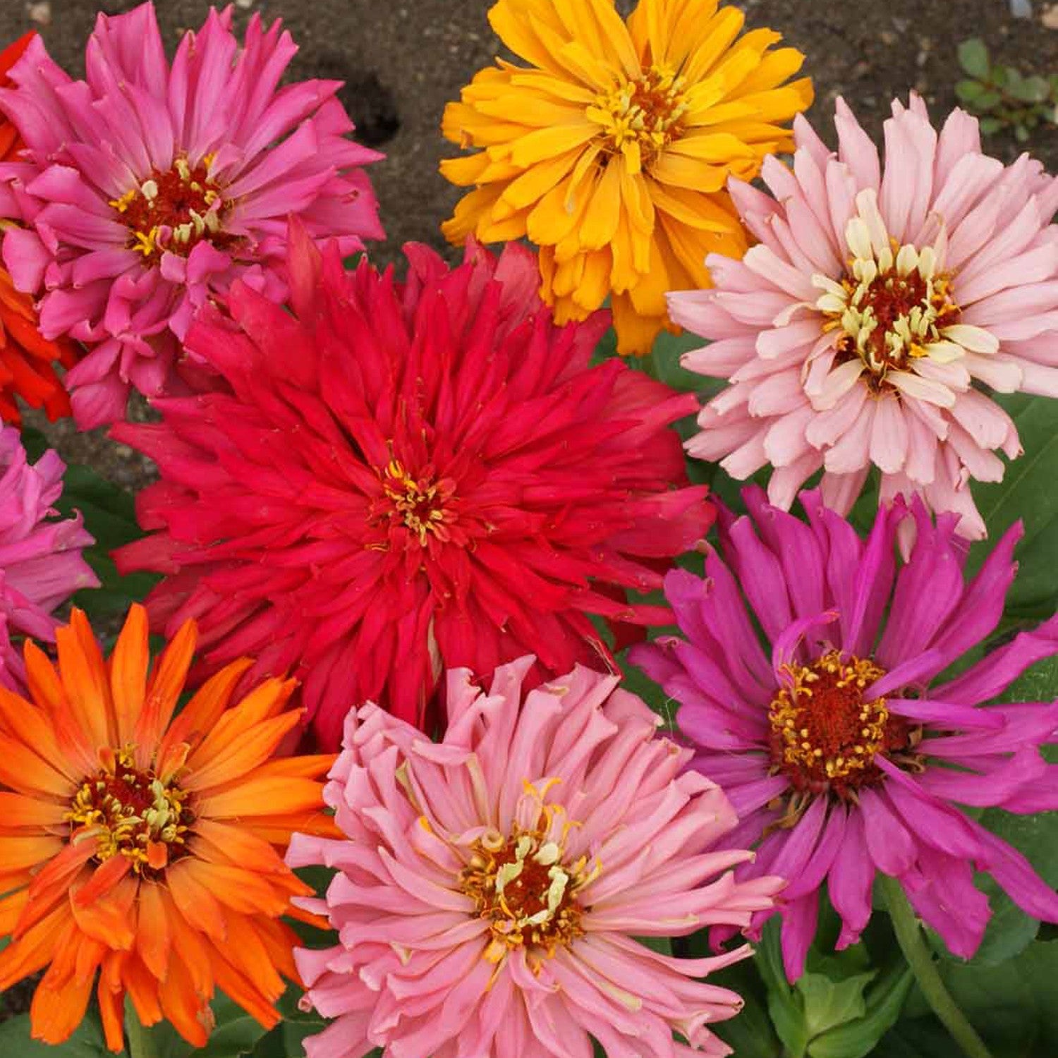 Giant Zinnia Cactus Flower Mix – 10 Seeds, Curled Petals, Unique, Distinctive Shape, Easy to Grow, High Germination, Non-GMO