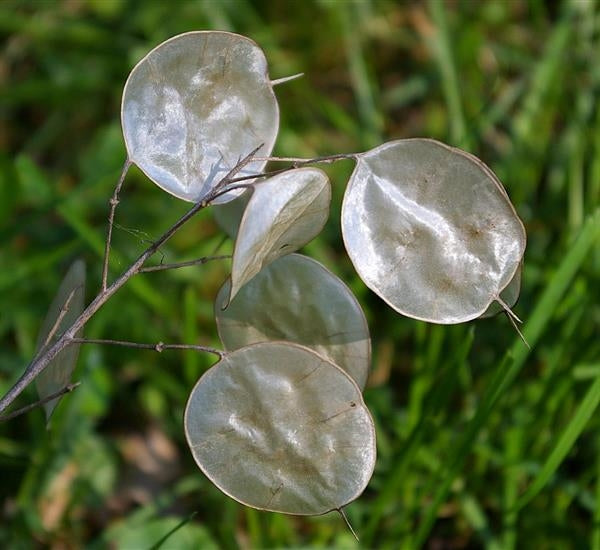 Lunaria (Moneta del Papa) Gigante – 30 Semi – Pianta Rara, Alta Germinabilità, Fiori Viola, Frutti Decorativi
