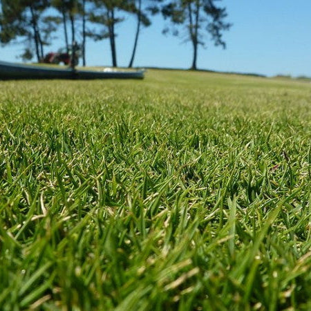 Semi di Prato Soleggiato - 10.000 semi - Miscela resistente al sole, mantiene un verde intenso anche con esposizione prolungata.